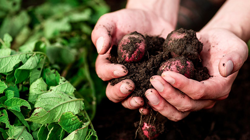 soil and vegetable image from The Conversation, www.shutterstock.com, CC BY
