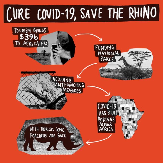 Infographic: cure COVID-19, save the rhino. Tourism brings $39 billion to Africa p/a, funding national parks, including anti-poaching measures. COVID-19 has shut borders across Africa, and with tourists gone poachers are back.